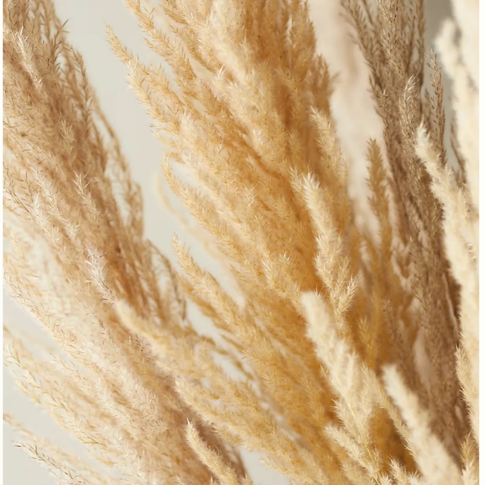 Anthropologie dried pampas grass bunch 47.5” length lot large - Picture 2 of 2